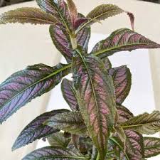 Image result for Strobilanthes
