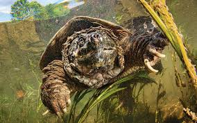 3 habitat and tank conditions. New Regulations To Protect Virginia S Snapping Turtles Virginia Dwr