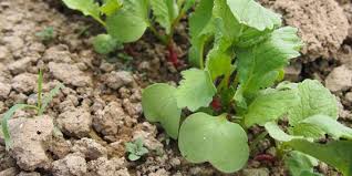 Semer Ses Radis Quand Et Comment Faire Ses Semis De Radis Planter Des Radis Semis Jardinage Potager