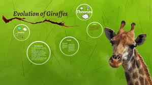 evolution of giraffes by prezi user on prezi