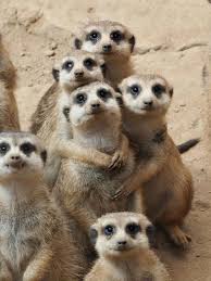 These Gregarious Animals Are Often Seen In Groups And Several Families May Live Together In A Large Community Squ Cute Animals Cute Baby Animals Baby Animals
