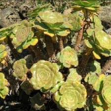 Cacti show many adaptations to conserve water. Pdf Aeonium Species And Five Natural Hybrids Of La Palma Canary Islands The Cactus Explorer 25 2019 40 63