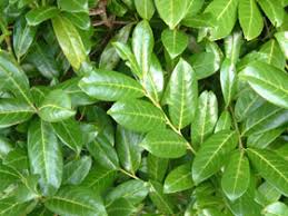Cherry laurbær er også kjent som prunus caroliniana, som er medlem av slekten prunus, denne eviggrønne preget av skinnende grønne blader og aromatiske. Prunus Laurocerasus New Zealand Plant Conservation Network