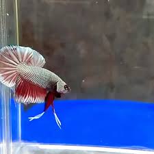 1 Pair Red Copper Betta Fish Ready To Breed Video Betta Fish Types Betta Fish Betta