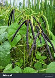 Image result for Vigna radicans