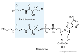 Codehydrogenase ii oder coenzym ii bekannt. Pharmawiki Pantothensaure