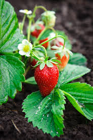 Diese prämisse für das umsetzen gilt übrigens ebenfalls, sofern sie eine aussaat von erdbeersamen für die nachzucht favorisieren. Erdbeeren Diesen Boden Mogen Sie Am Liebsten