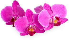 Thai Orchids Transparent Flowers Orchid Flower Orchidaceae