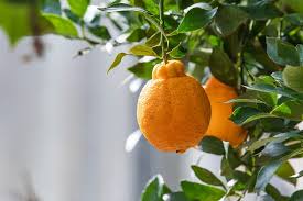 Image result for Citrus reticulata