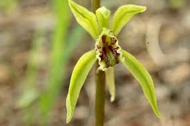 Image result for Nervilia kotschyi