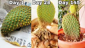 Check out our bunny ear cactus selection for the very best in unique or custom, handmade pieces from our succulents shops. Bunny Ears Cactus How To Propagate Bunny Ears Cactus From Cutting Youtube
