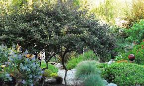 We did not find results for: Zones 7 11 Nine Problem Solving Small Trees For Small Spaces
