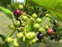 Image result for Cryptolepis apiculata