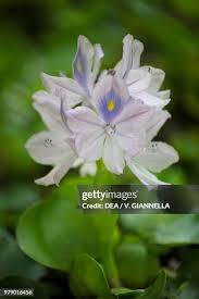 Image result for Pontederiaceae