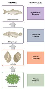Food Chains And Food Webs Biology For Majors Ii