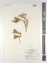 Image result for Fagonia isotricha