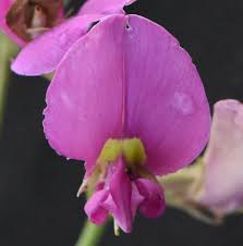 Image result for Otoptera