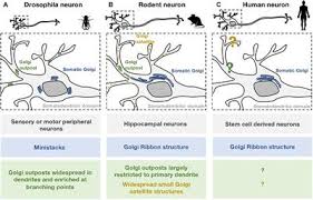 Cook talks about roosevelt's early life incident (1: Frontiers Local Secretory Trafficking Pathways In Neurons And The Role Of Dendritic Golgi Outposts In Different Cell Models Molecular Neuroscience