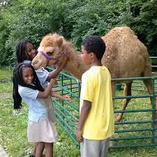 41 rent a center jobs available in indianapolis, in on indeed.com. Camel Rentals And Exotic Petting Zoos For Events In Kentucky And Ohio
