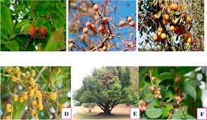 Image result for Diospyros abyssinica