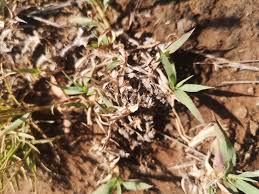 Image result for Tragus koelerioides