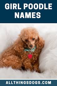 Girl Poodle Names Puppy Girl Names Girl Dog Names Dog Names