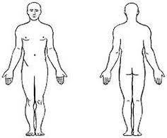 The landmarks are used to find forms and to measure proportion. Human Body Diagram Front And Back Human Anatomy