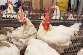 Jika anda menginginkan ayam yang sehat, kuat. Farmsco Stress Pada Ayam Dan Solusinya