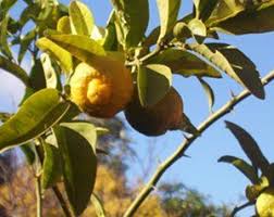 Citronnier Des 4 Saisons Conseils D Entretien Citronnier 4 Saisons Citronnier Jardinage Deco