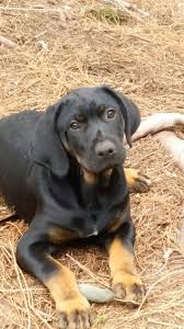 Puppy Black And Brown Dog Breeds Black And Tan Catahoula Catahoula Leopard Dog Leopard Dog Large Dog Breeds