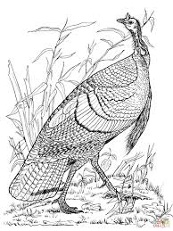 Wild Turkey Hen Coloring Page Supercoloring Com Turkey Coloring Pages Thanksgiving Coloring Pages Animal Coloring Pages