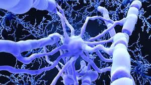 Multiple sclerosis (ms) is an autoimmune and inflammatory disease characterized by destruction of the myelin sheath—the coating that insulates and protects neurons. Scientists Identify Differences Between Relapsing Remitting And Progressive Multiple Sclerosis Biospace