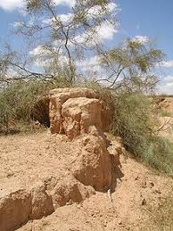 Buy cedar trees and bushes online with delivery right to your door. Tamarix Wikipedia