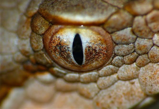 The world from the eyes of a snake | All you need is Biology