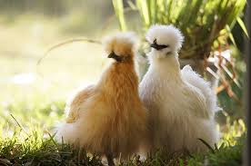 The area or nest box that she has chosen needs to be firmly. How To Deal With A Broody Hen