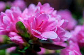 Pink blooms put on a show in may and june. The Best Flowering Shrubs And Bushes For The Eastern And Western U S Dengarden