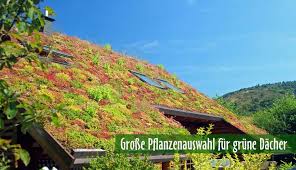 Dachbegrunung Fur Schone Grundacher Dachbegrunung Information Pflanzenshop Dachbegrunung Dachgarten Pflanzen