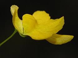 Image result for Utricularia baoulensis