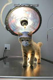 Best Hospital Ever Funny Animal Pictures Crazy Cats Cute Cats