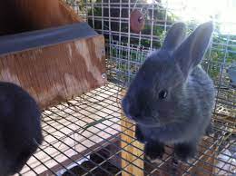 American Rabbit Rabbits For Sale Raising Rabbits Rabbit Breeds