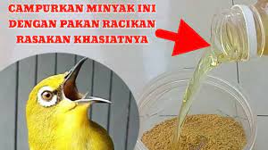 Bisa diletakkan di lantai dan jangan dipasangi kerodong, lalu setelah diembunkan, dimandikan dan disemprot sedikit. Cara Mengatasi Pleci Ngembung Dengan Cara Alami Menggunakan Buah Mengkudu Pace Youtube