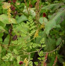 Image result for Corydalis mildbraedii