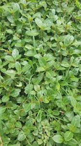Image result for Alternanthera caracasana