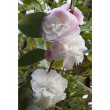 Camellia Cinnamon Cindy Camellia Lutchuensis Hybrid Has Fragrant Flowers That Bloom In Profusion And Open Over A Co Fragrant Flowers Fragrant Plant Flowers