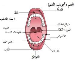 We did not find results for: Ø­Ù†Ùƒ ØµÙ„Ø¨ ÙˆÙŠÙƒÙŠØ¨ÙŠØ¯ÙŠØ§