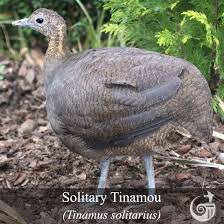 The farmer has decided to raise rabbits as these animals breed very rapidly. Birdmaster Bird Control Bird Species Bird Bird Control