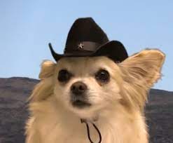 Pin On Dogs