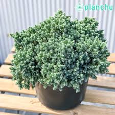 PLANCHU コニファー ジュニペルス ブルースター Juniperus squamata Blue Star – プランチュ  オフィシャルサイト｜熱帯観葉植物・エアプランツ・食虫植物・インテリアプランツのお店