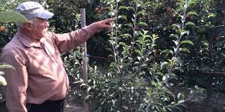 Sfaturi privind taierea pomilor fructiferi. Taierea Pomilor Fructiferi Reguli Sfatul Gradinavesela Ro