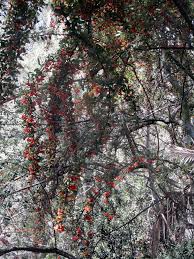 Image result for Pyracantha cf. crenulata